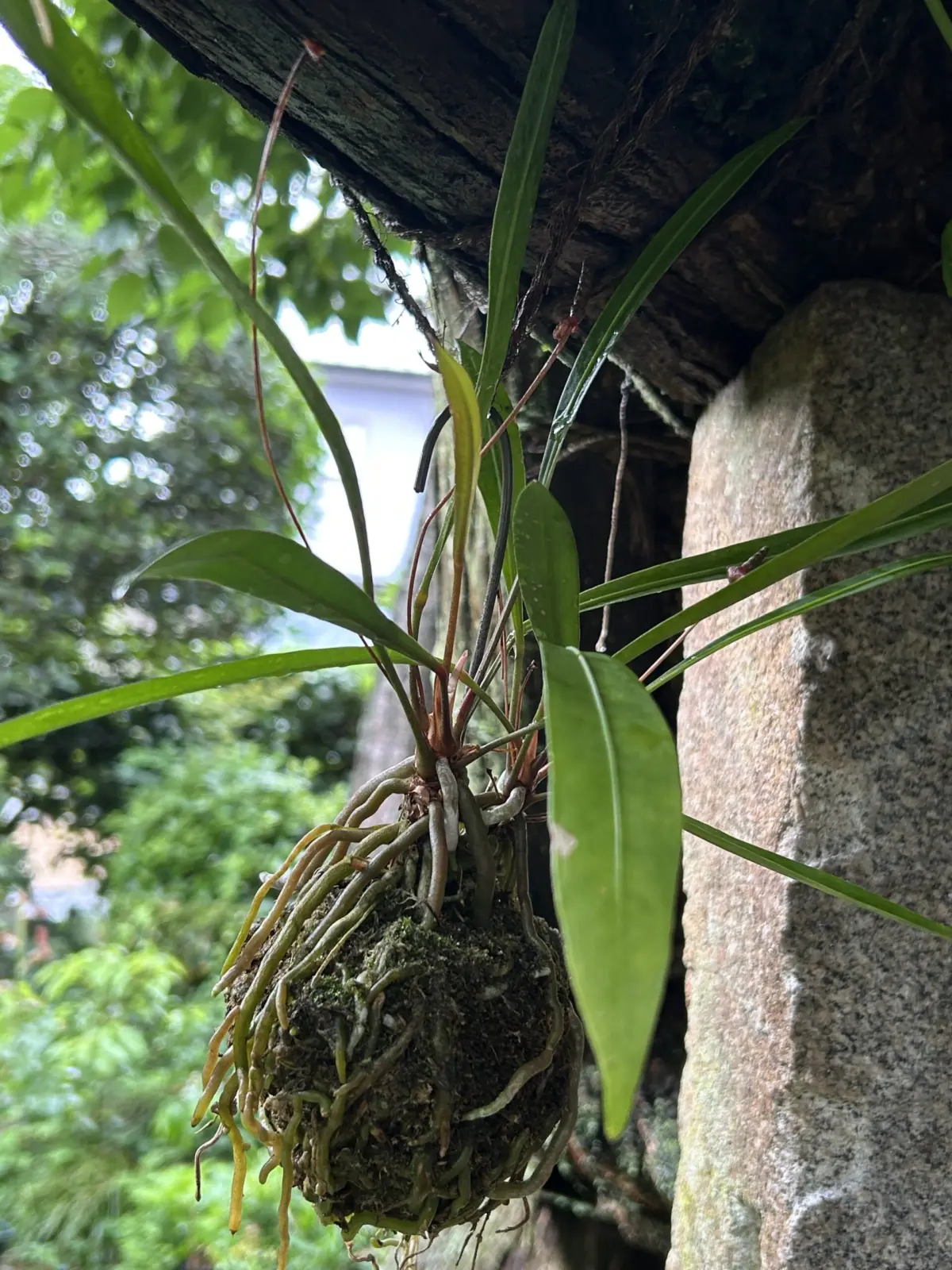 アンスリウム　グラシレ