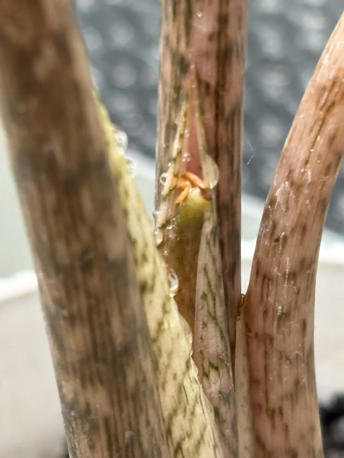 アロカシア　ジャックリン