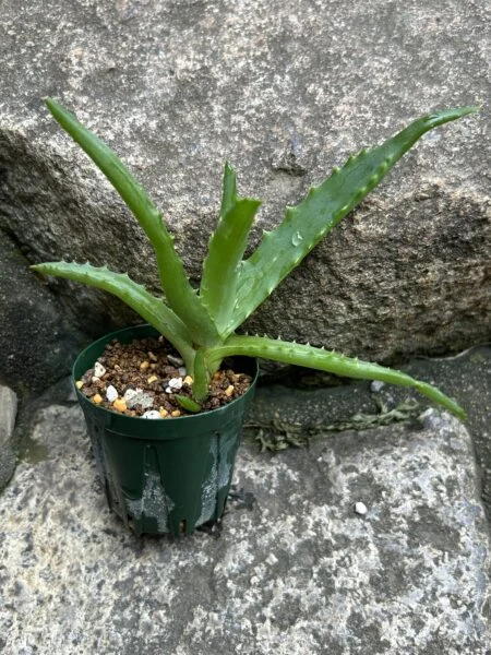 アロエ