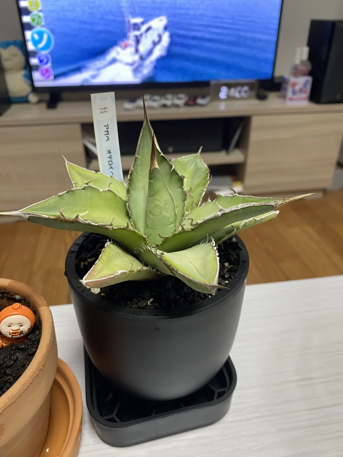アガベ オテロイ
