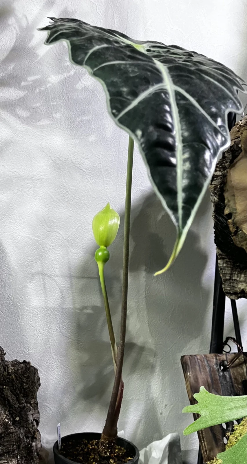 アロカシア アマゾニカ 開花、、、