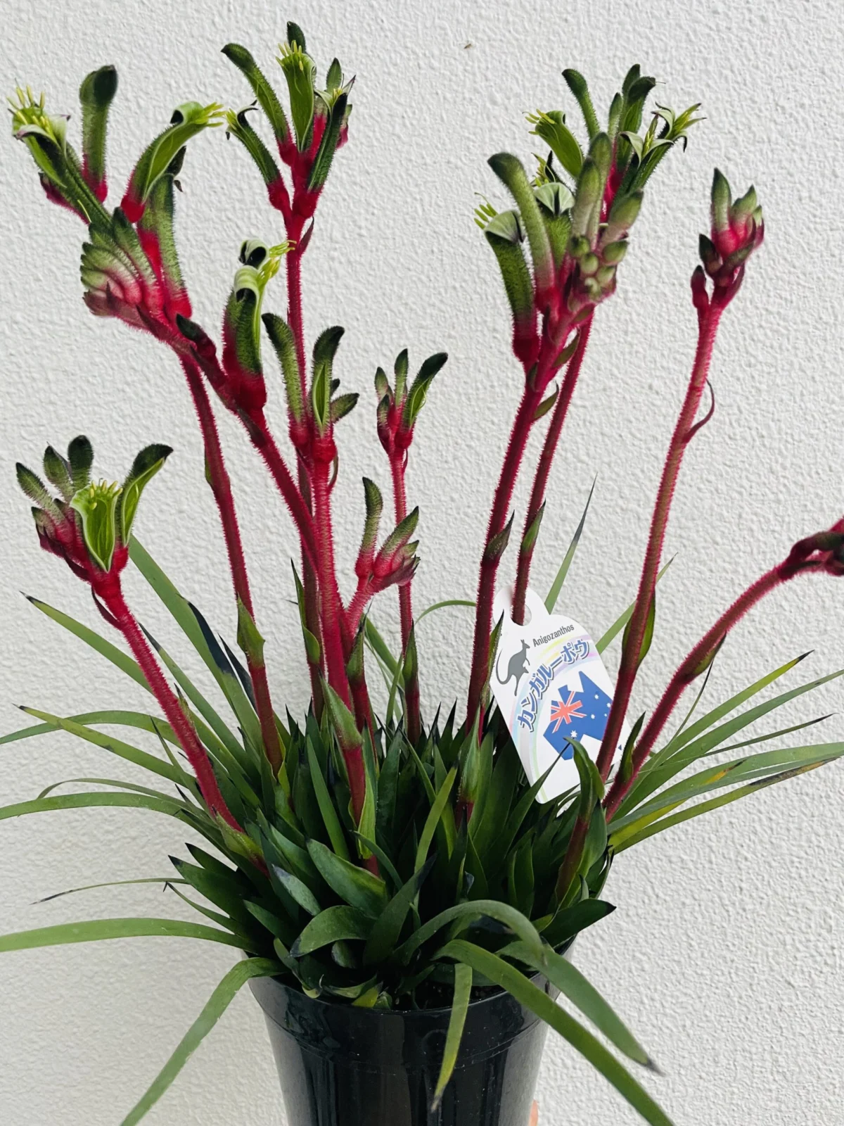 オージープランツ　カンガルーポウ　グリーンアンドレッド