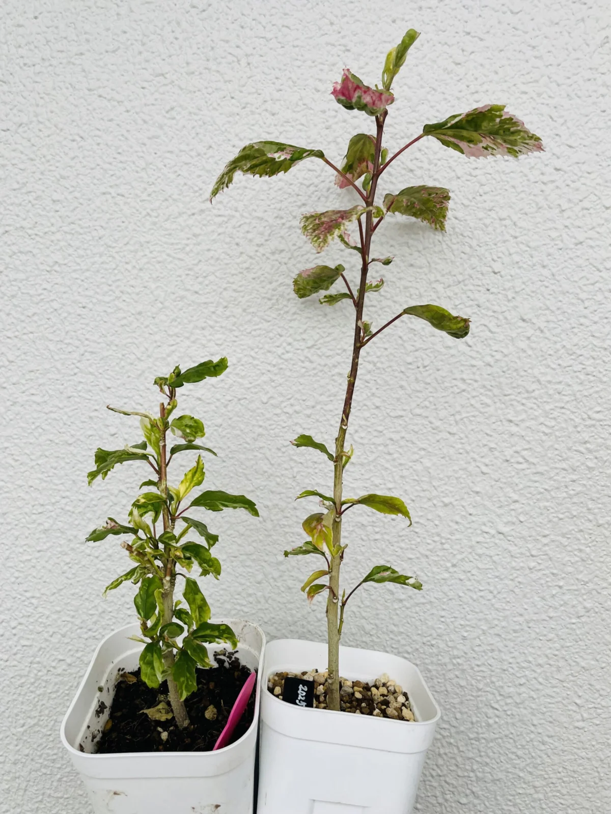 ハイビスカス　成育比較