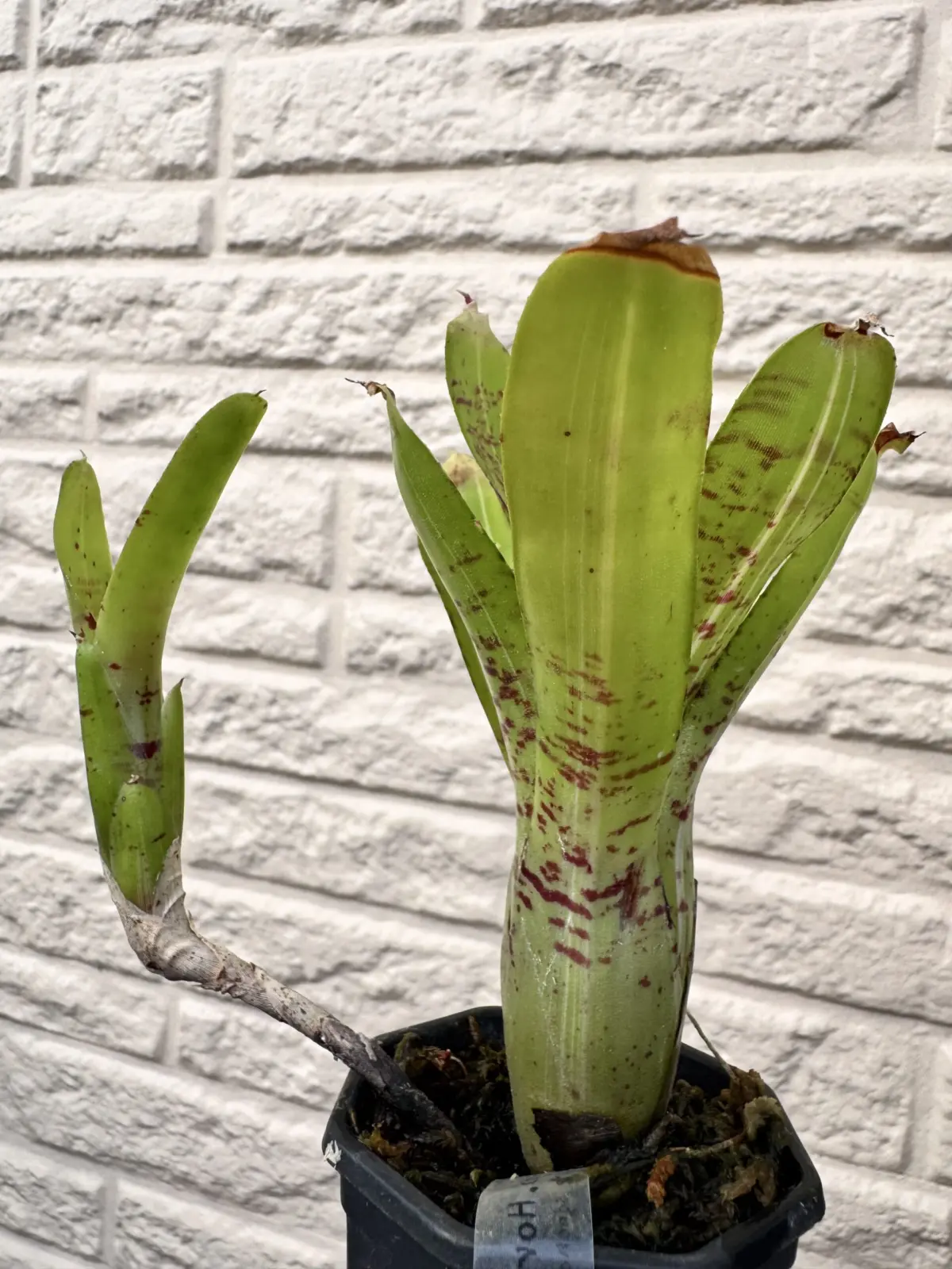 ネオレゲリア　ホースフェザーズ