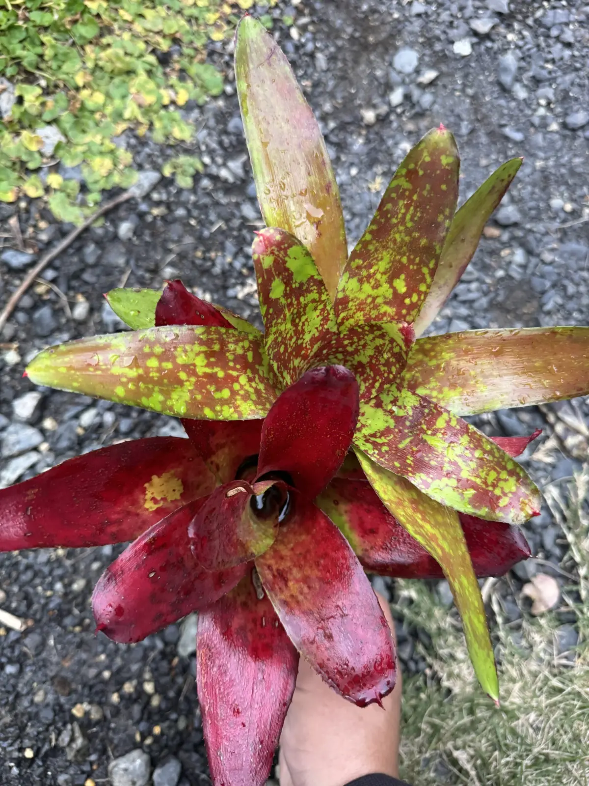 ネオレゲリア　ギリシャアーン