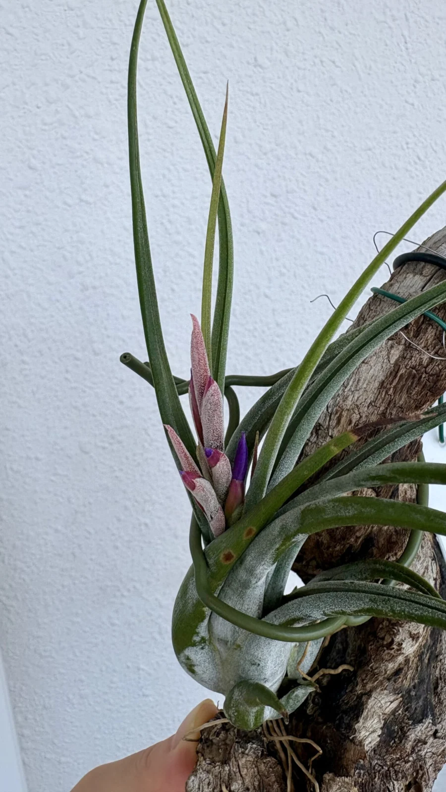 ティランジア　シルシナータ　花芽