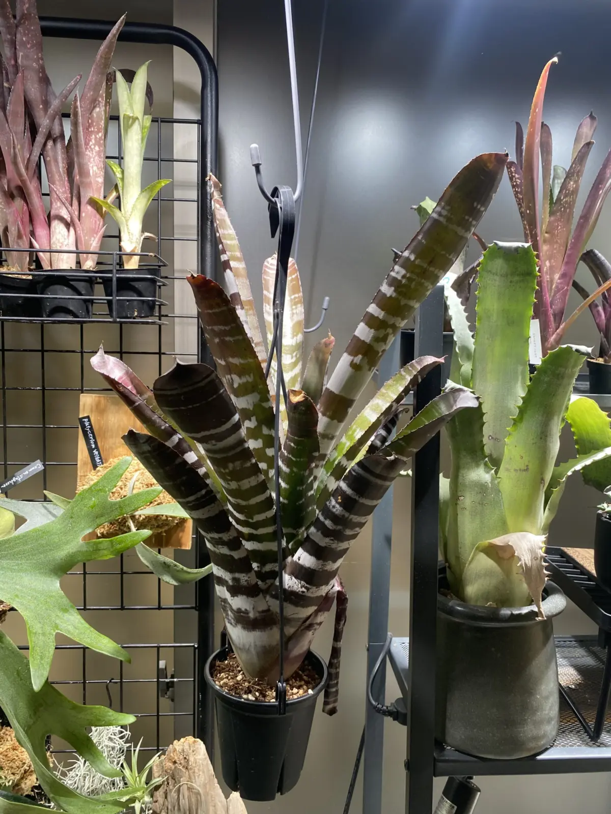 エクメア　ブラックアイス