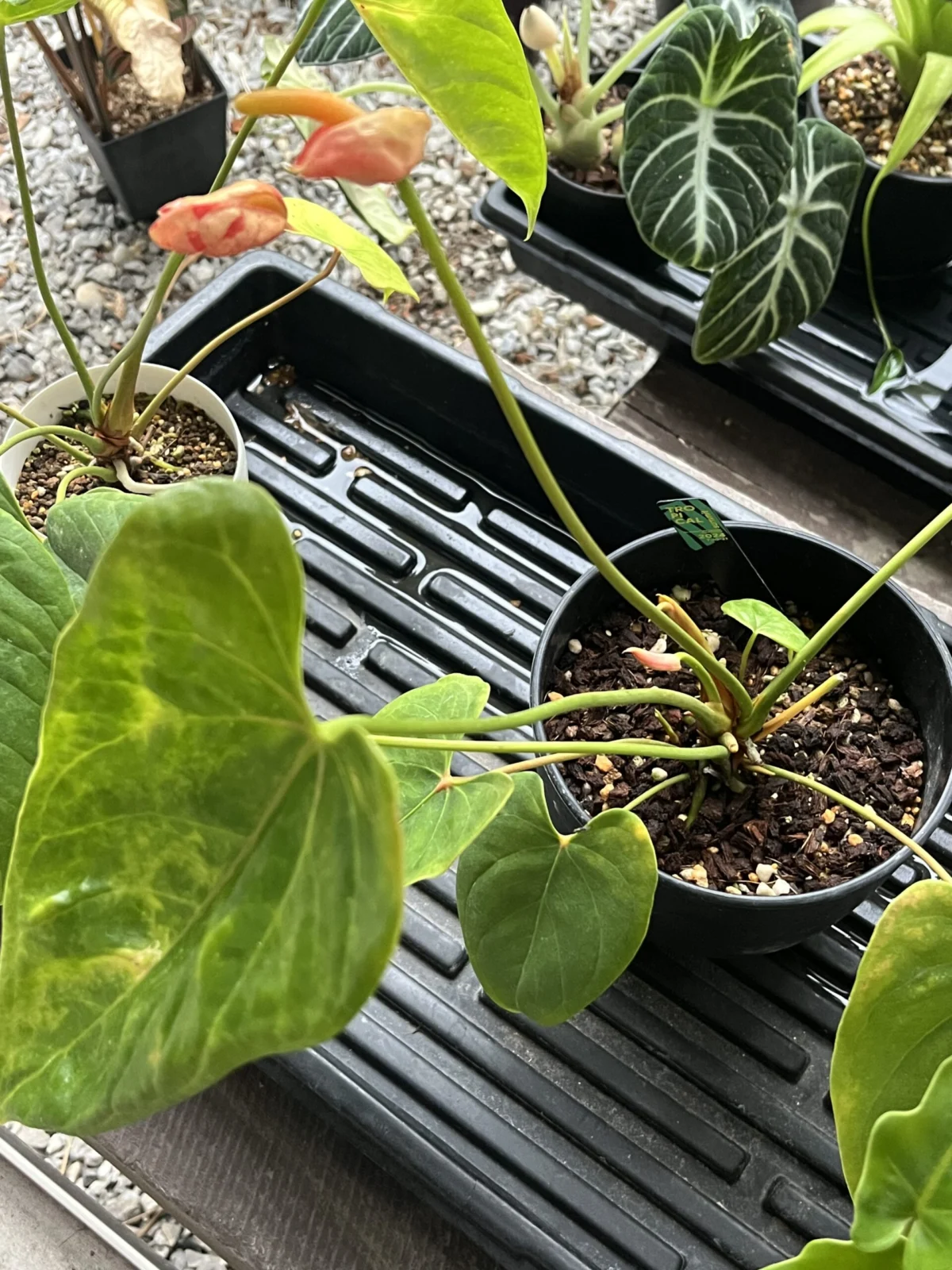 アンスリウム　錦鯉