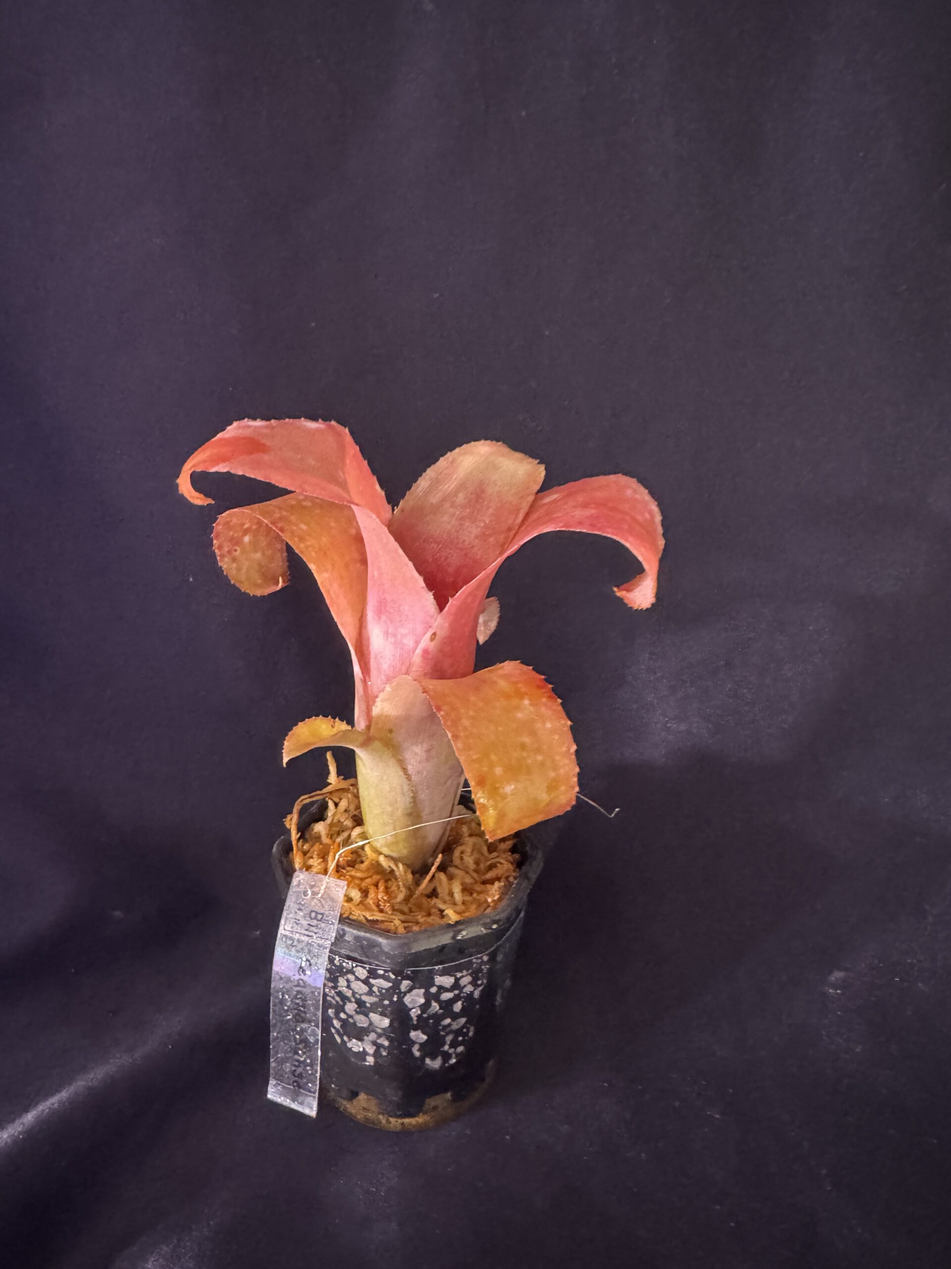 ビルベルギア　テキーラサンセット