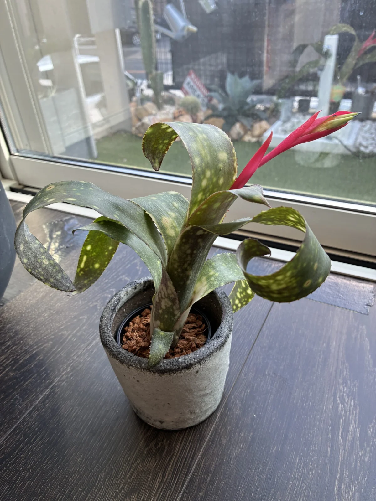 ビルベルギア　Paniolo