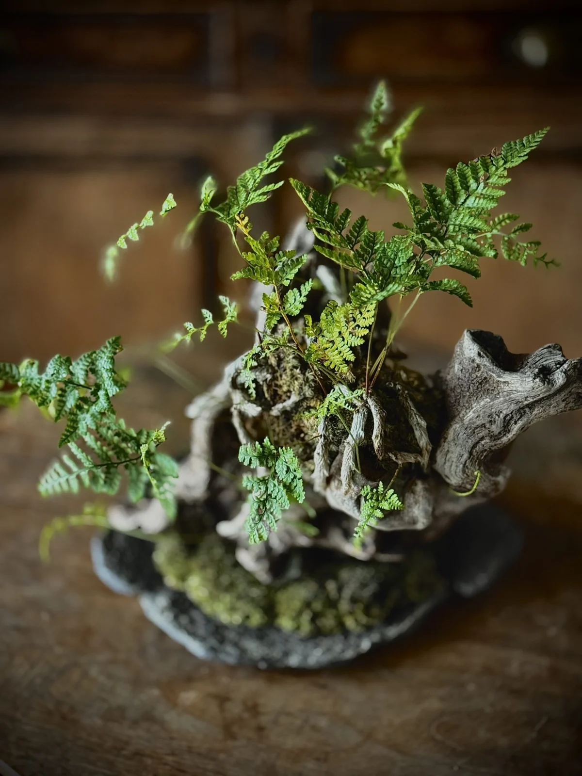 トキワシノブ　盆栽