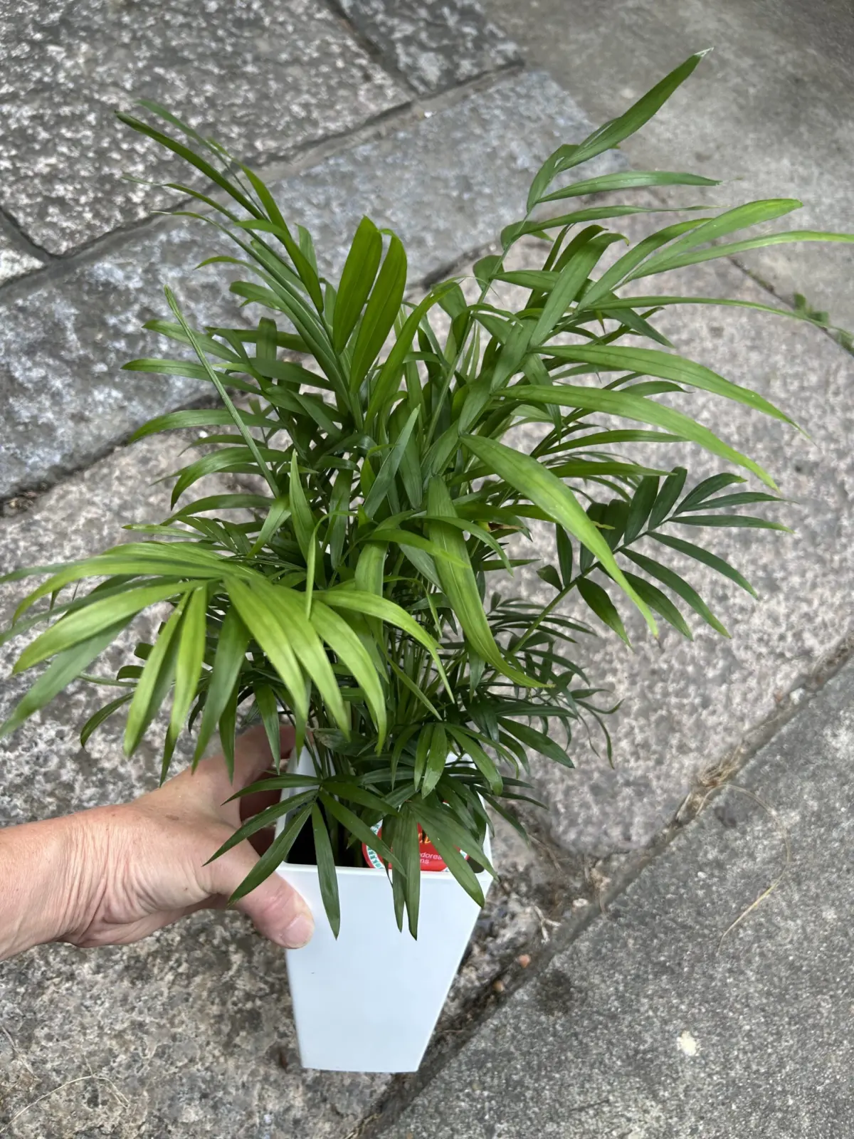 テーブルヤシ　ホムセン