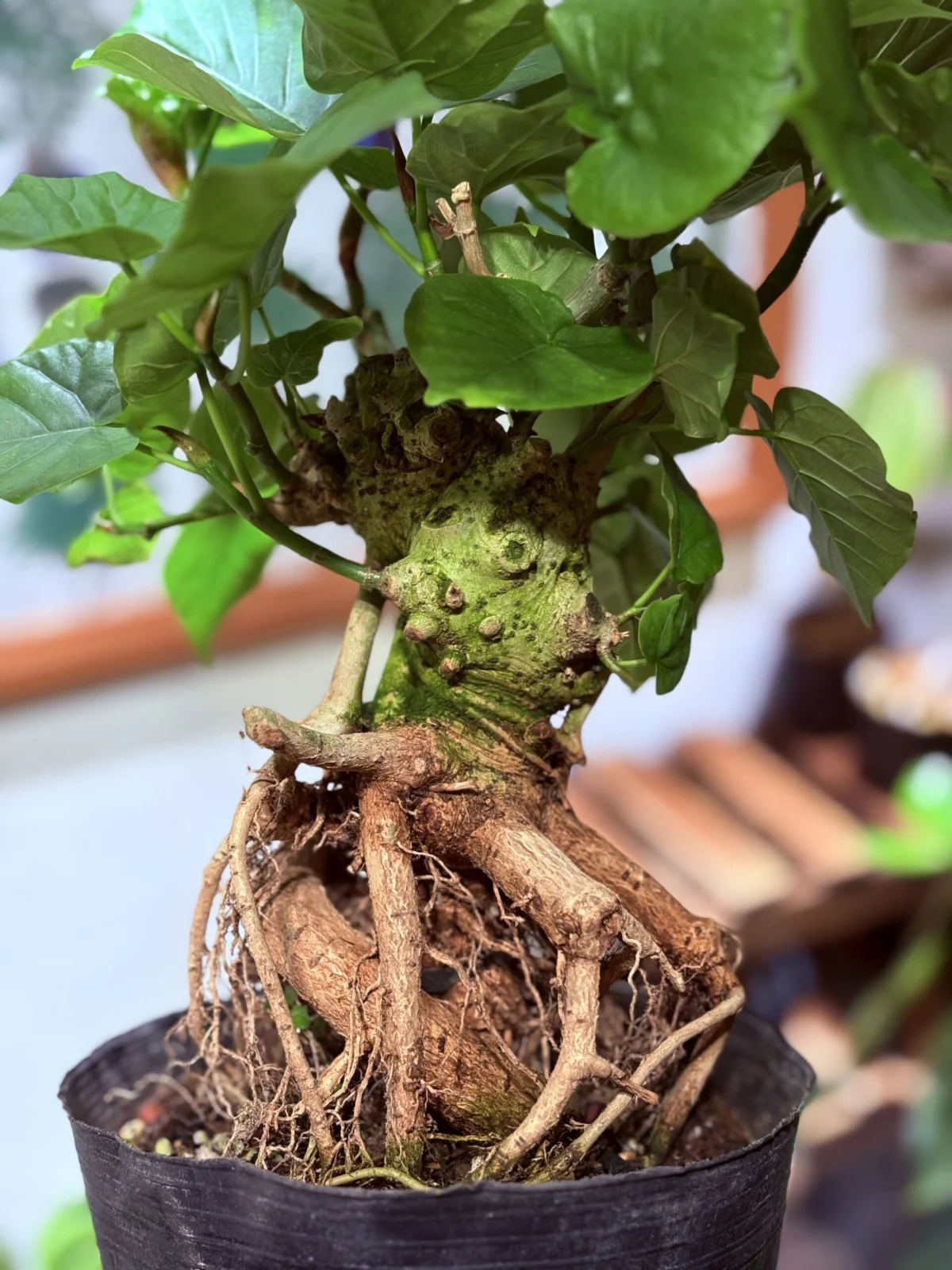 フィカス ウンベラータ 盆栽仕立て