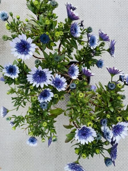 オステオスペルマム　花満開