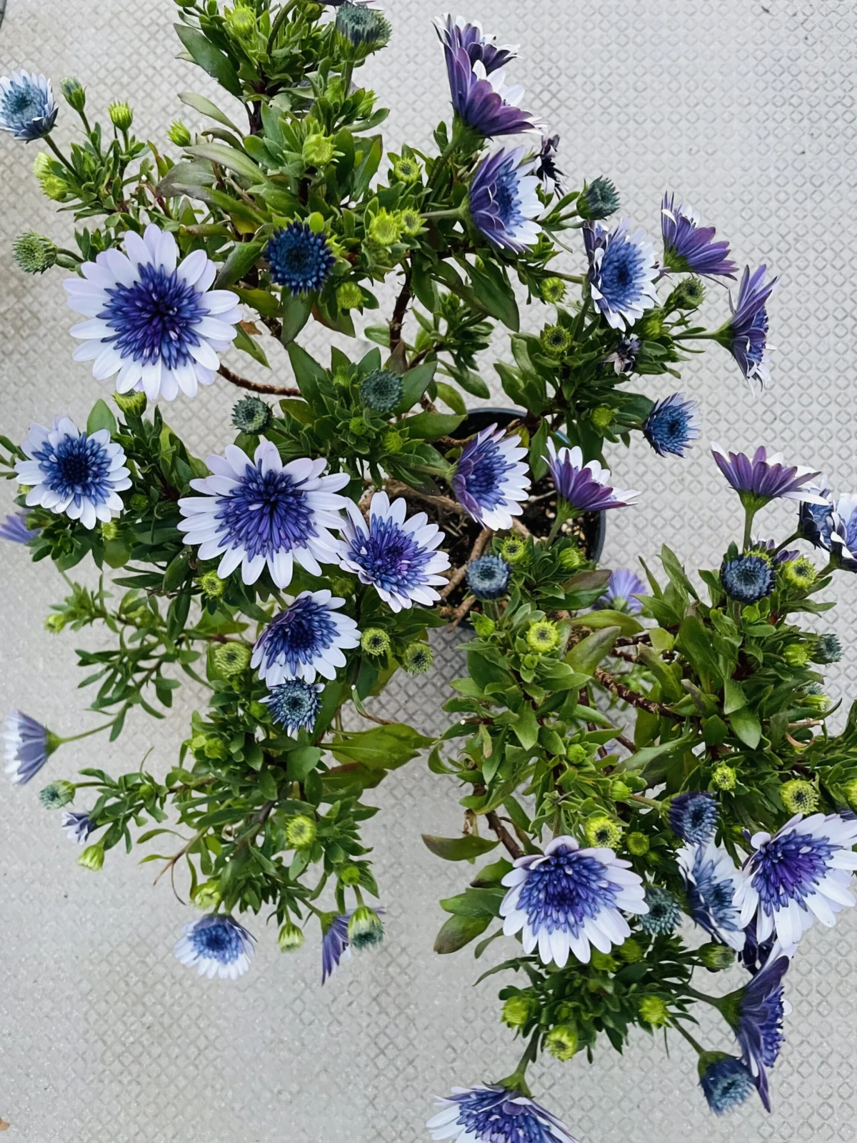 オステオスペルマム　花満開