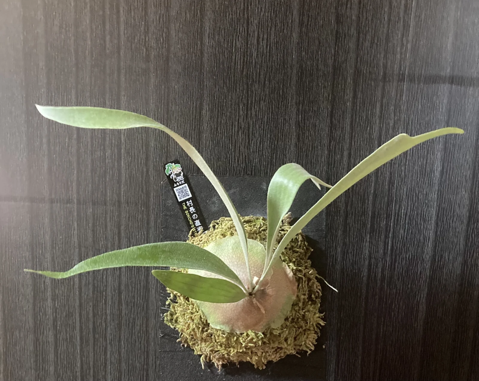 ビカクシダ キヨヒメ 横浜