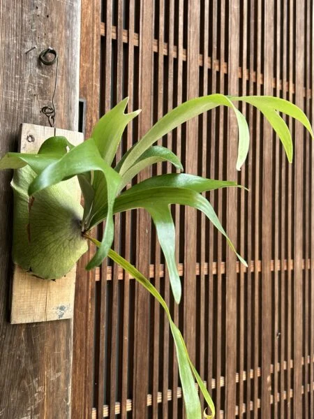 ビカクシダ　札落ち