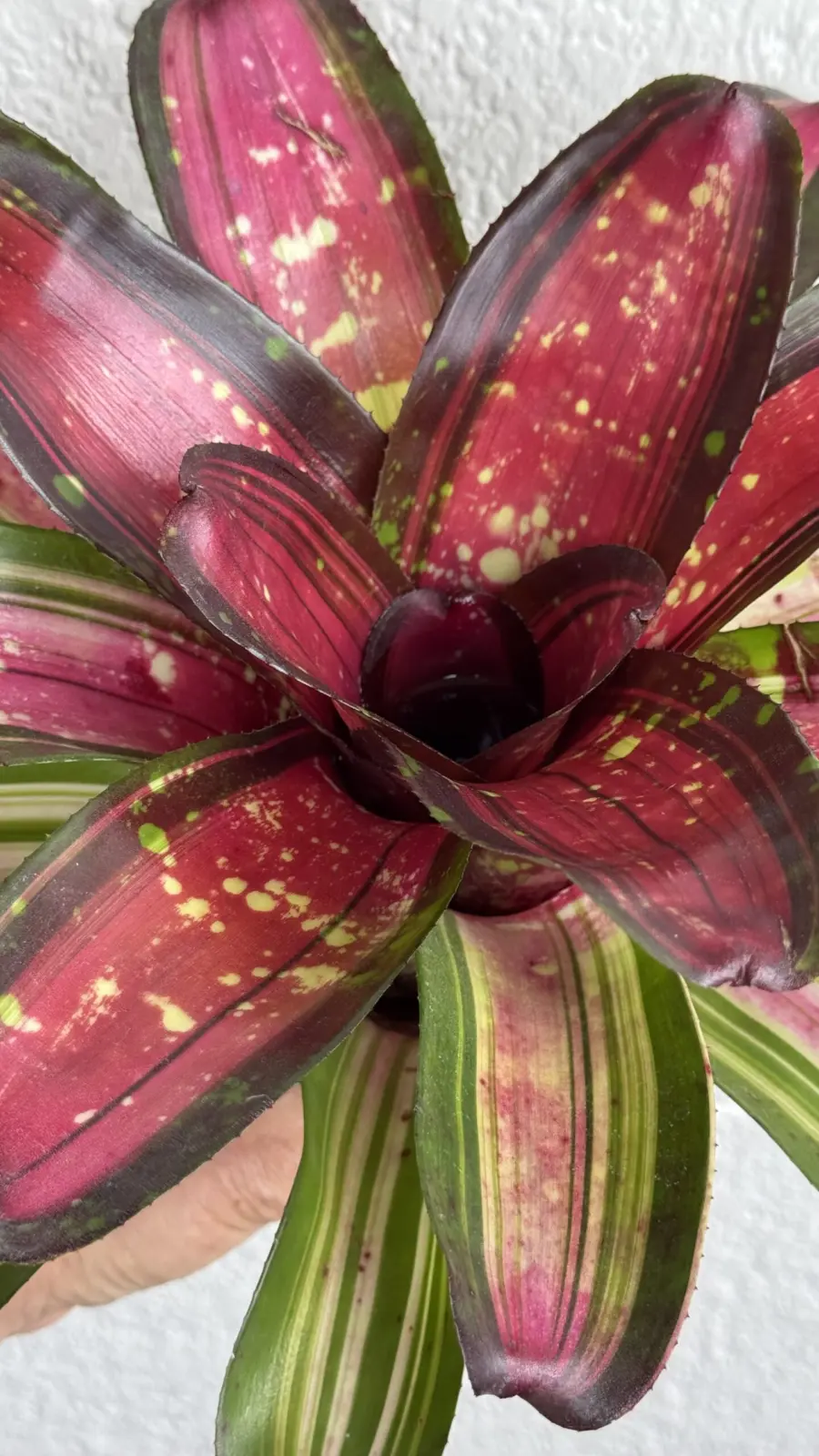 ネオレゲリア ブロークンハート