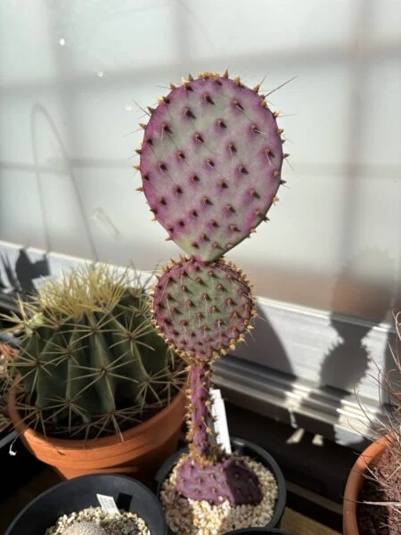 オプンティア　サンタリタ