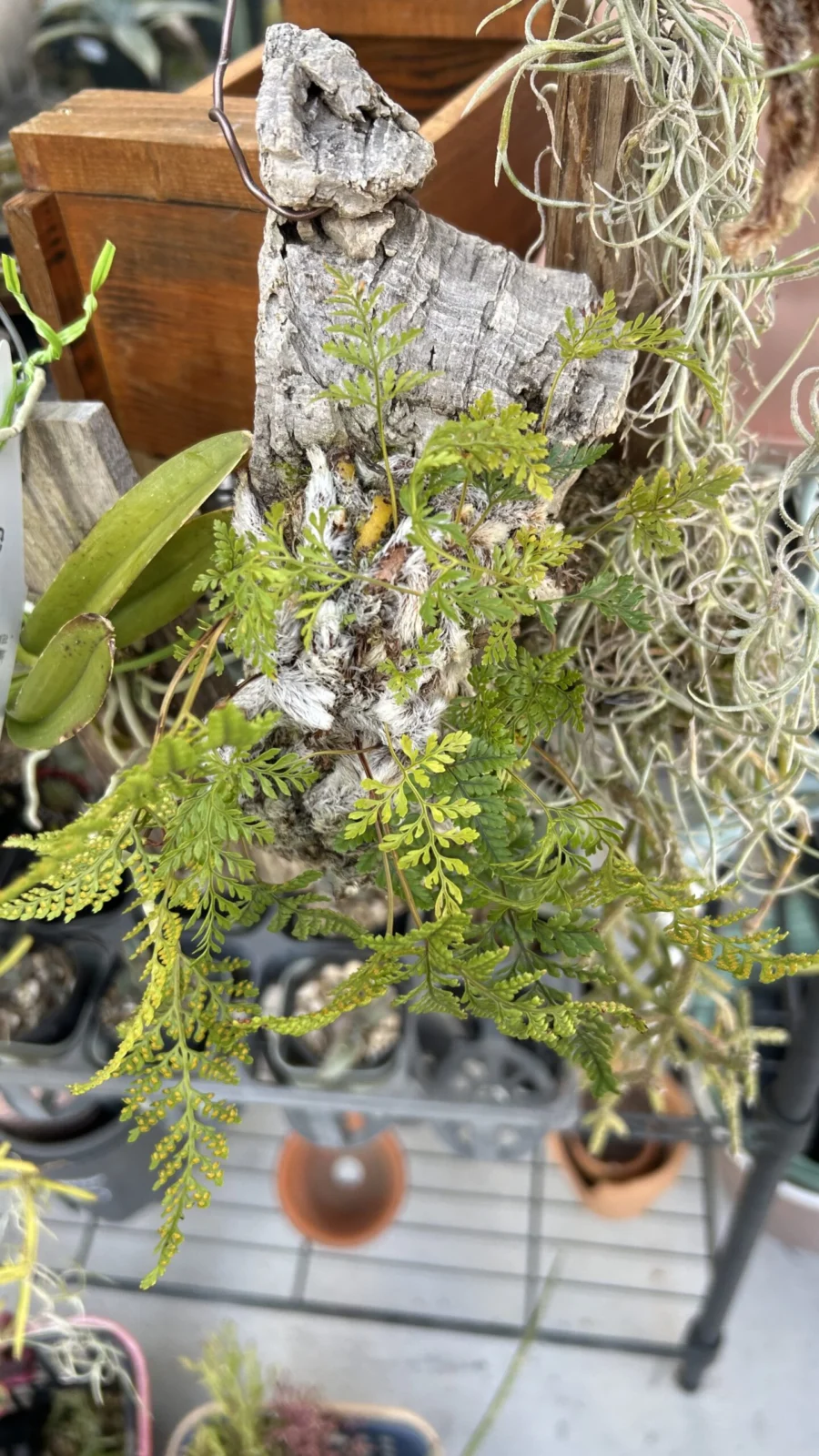 シダ ラビットフット