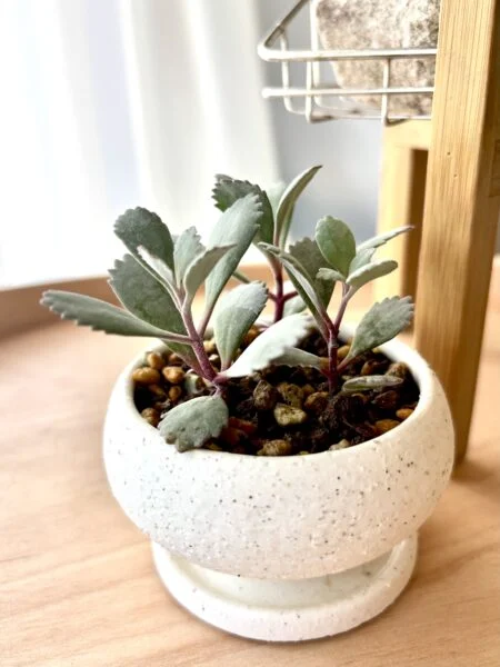 多肉植物　カランコエ　プミラ　白銀の舞