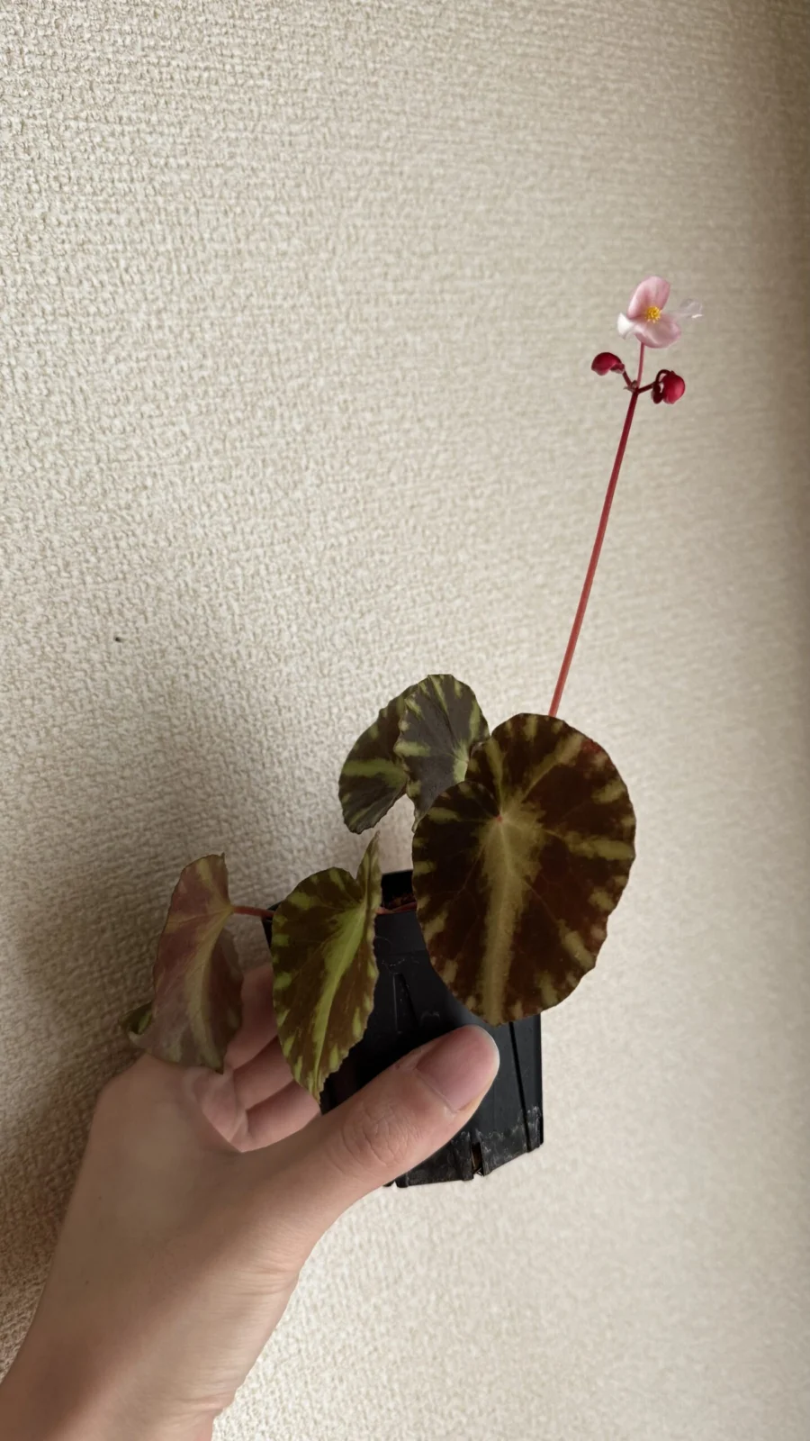 ベゴニア クレオパトラ