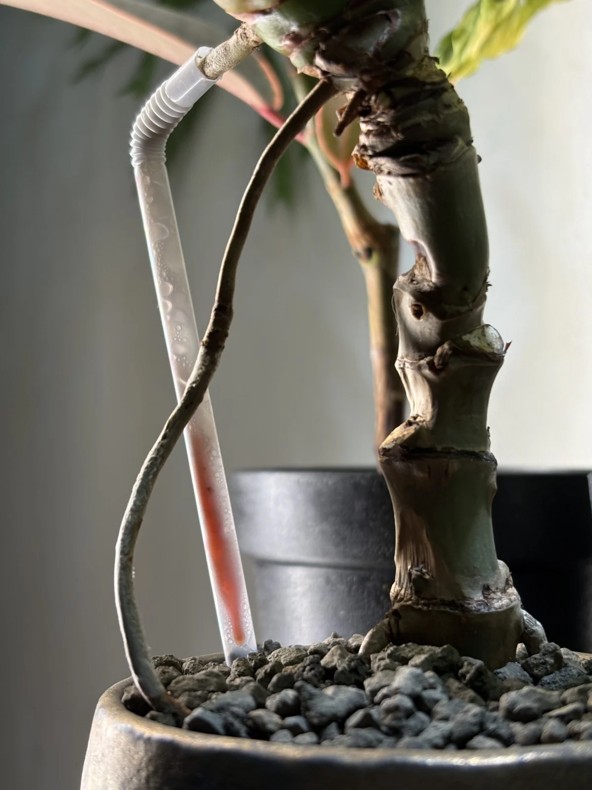 フィロデンドロン　sp　affポドフィラム　パルテノン