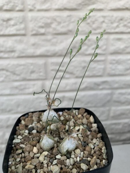 オーニソガラム　トルツオスム　ちぢれ玉　花芽