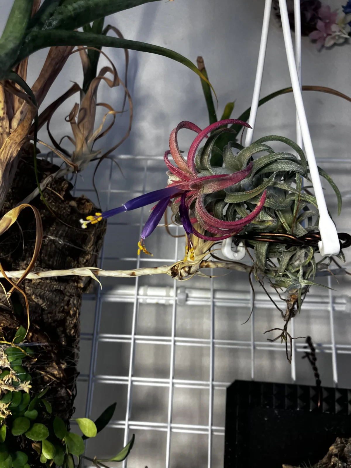 ティランジア　イオナンタ　バンハイニンギー