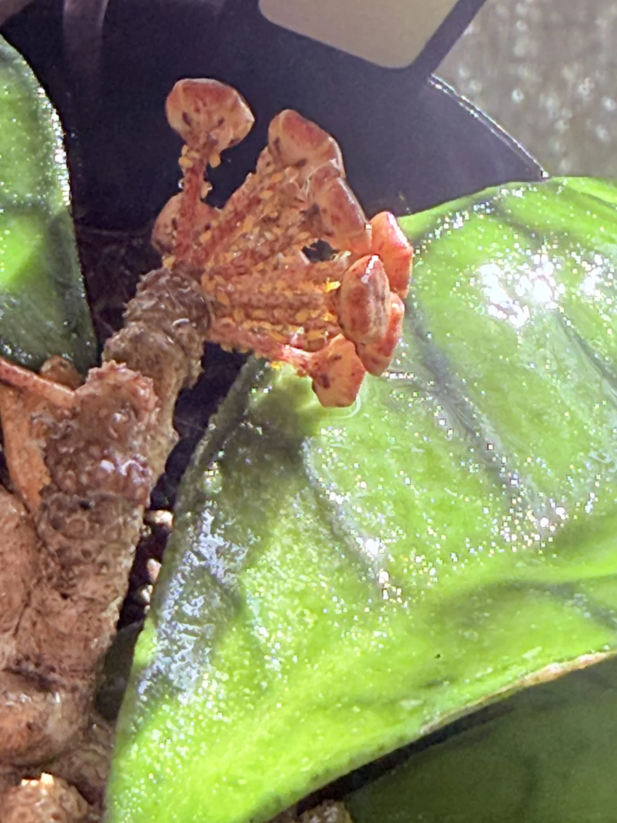 害虫 ホヤ カリストフィラ