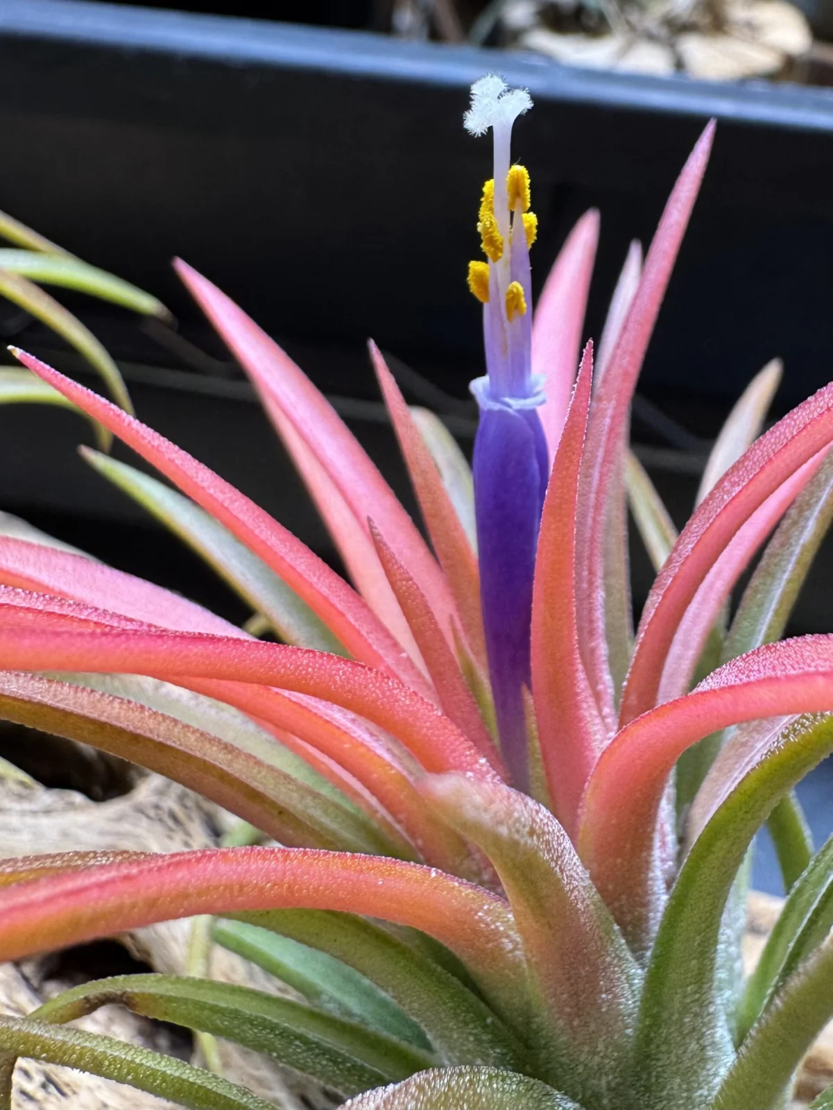 ティランジア　イオナンタ　バリエガータ