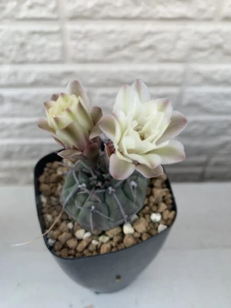 ギムノカリキウム　バッテリー　花