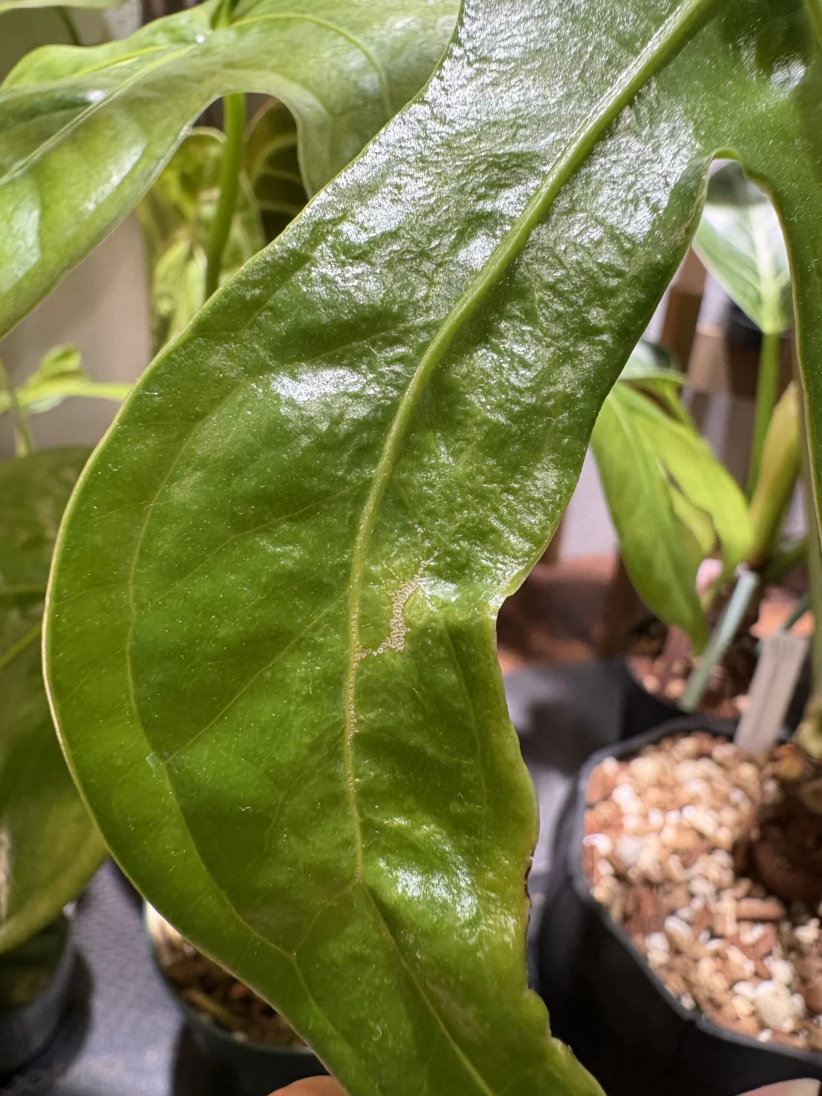 アンスリウム　ペダトラディアツム　アザミウマ？