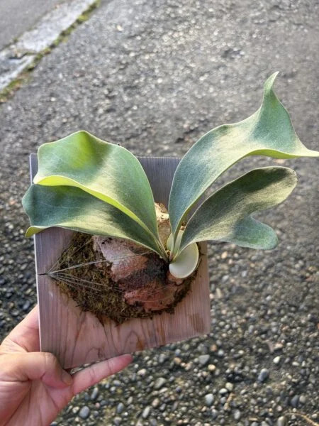 ビカクシダ　ヒリー