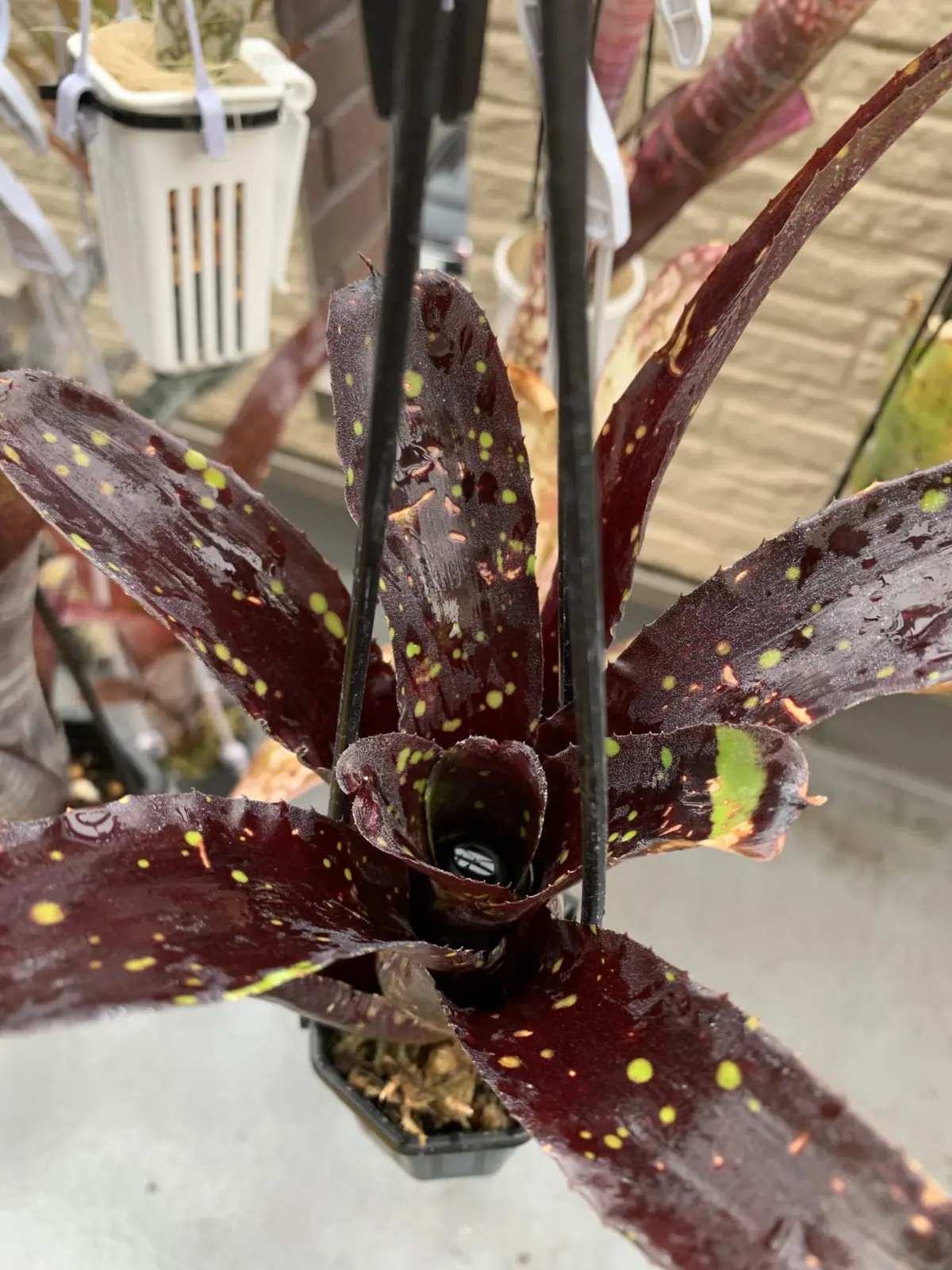 ネオレゲリア　ドミノ