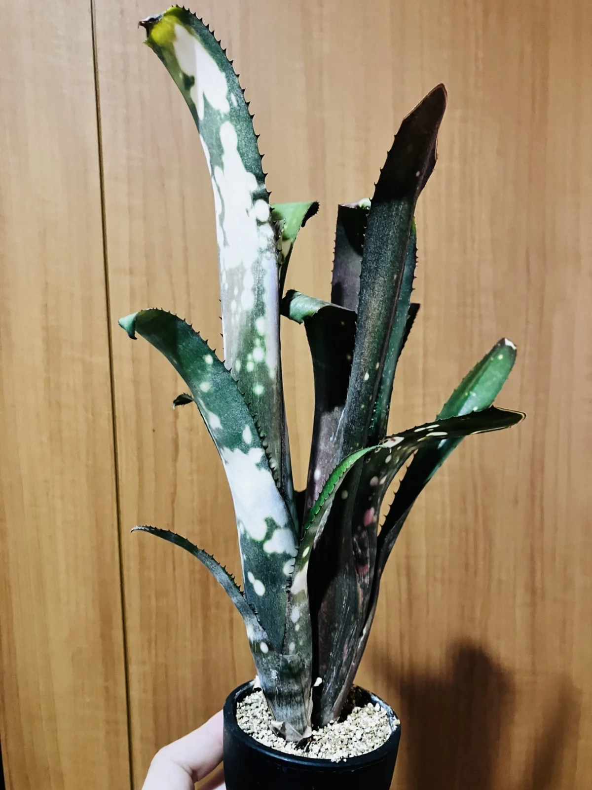 ビルベルギア　cold fusion