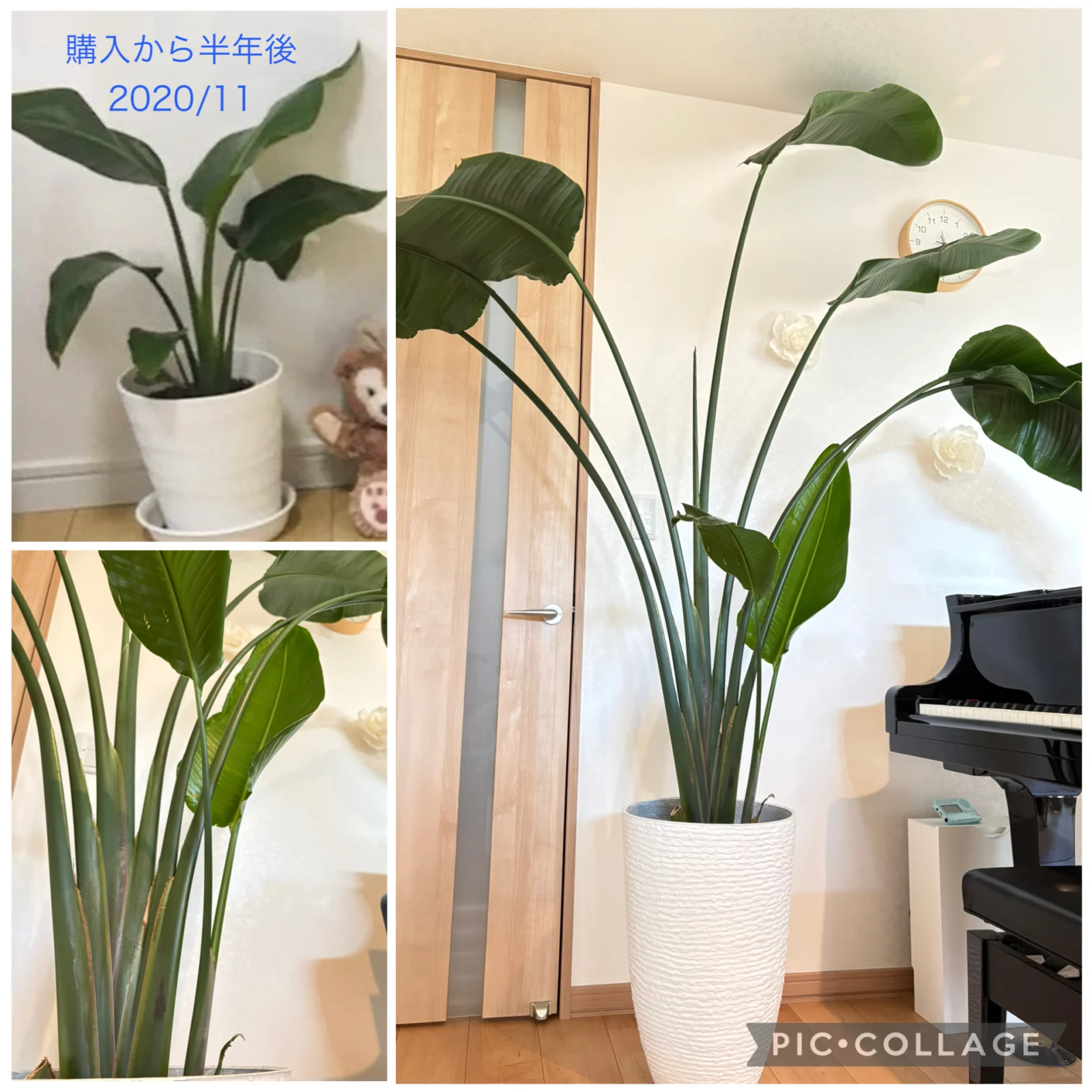 ストレリチア オーガスタ