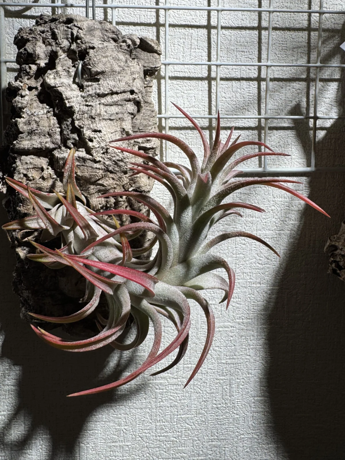 ティランジア　イオナンタ　バンハイニンギー　レッドドラゴン