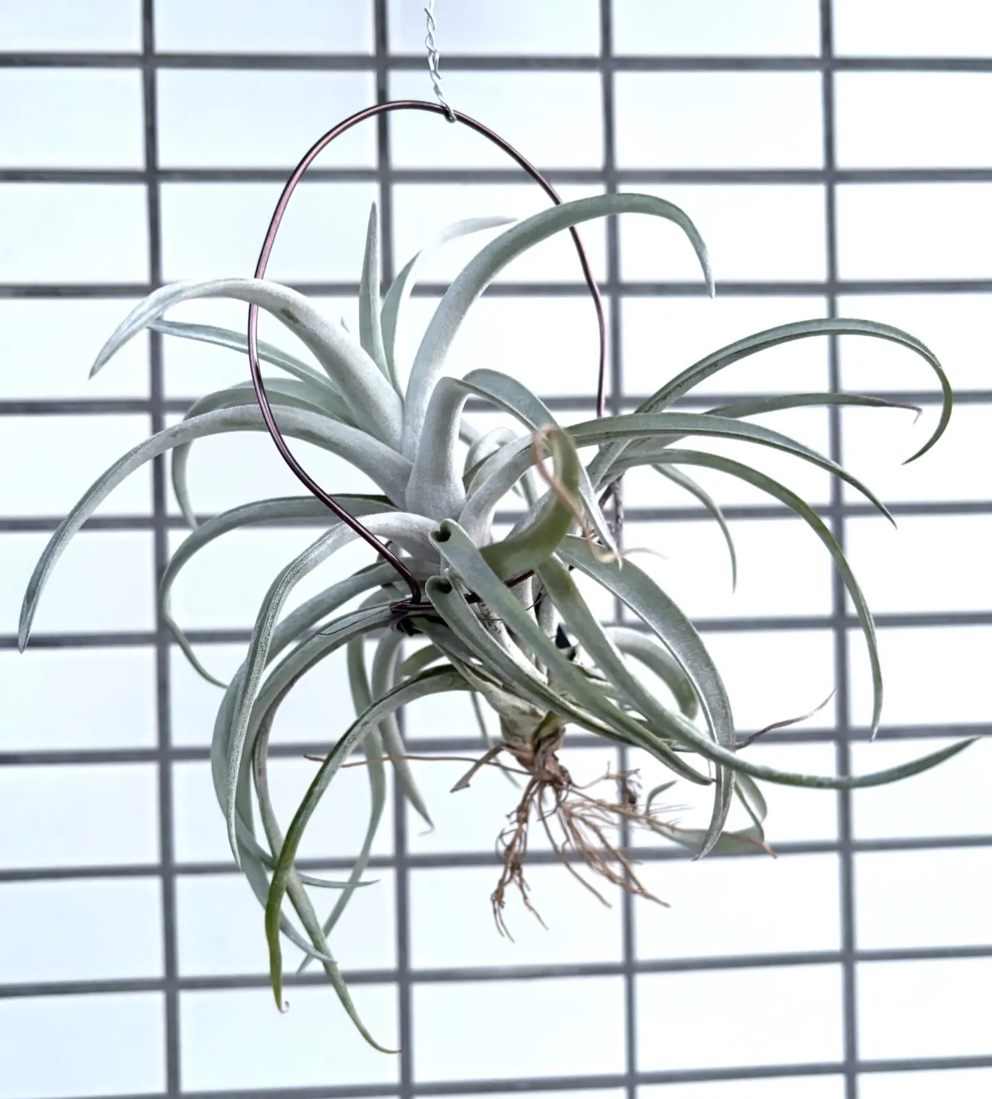 ティランジア ハリシー