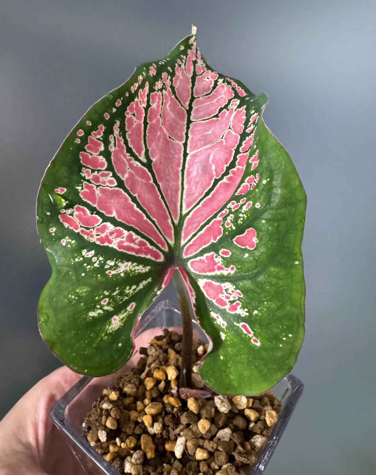 カラジウム　ピンクシンフォニー