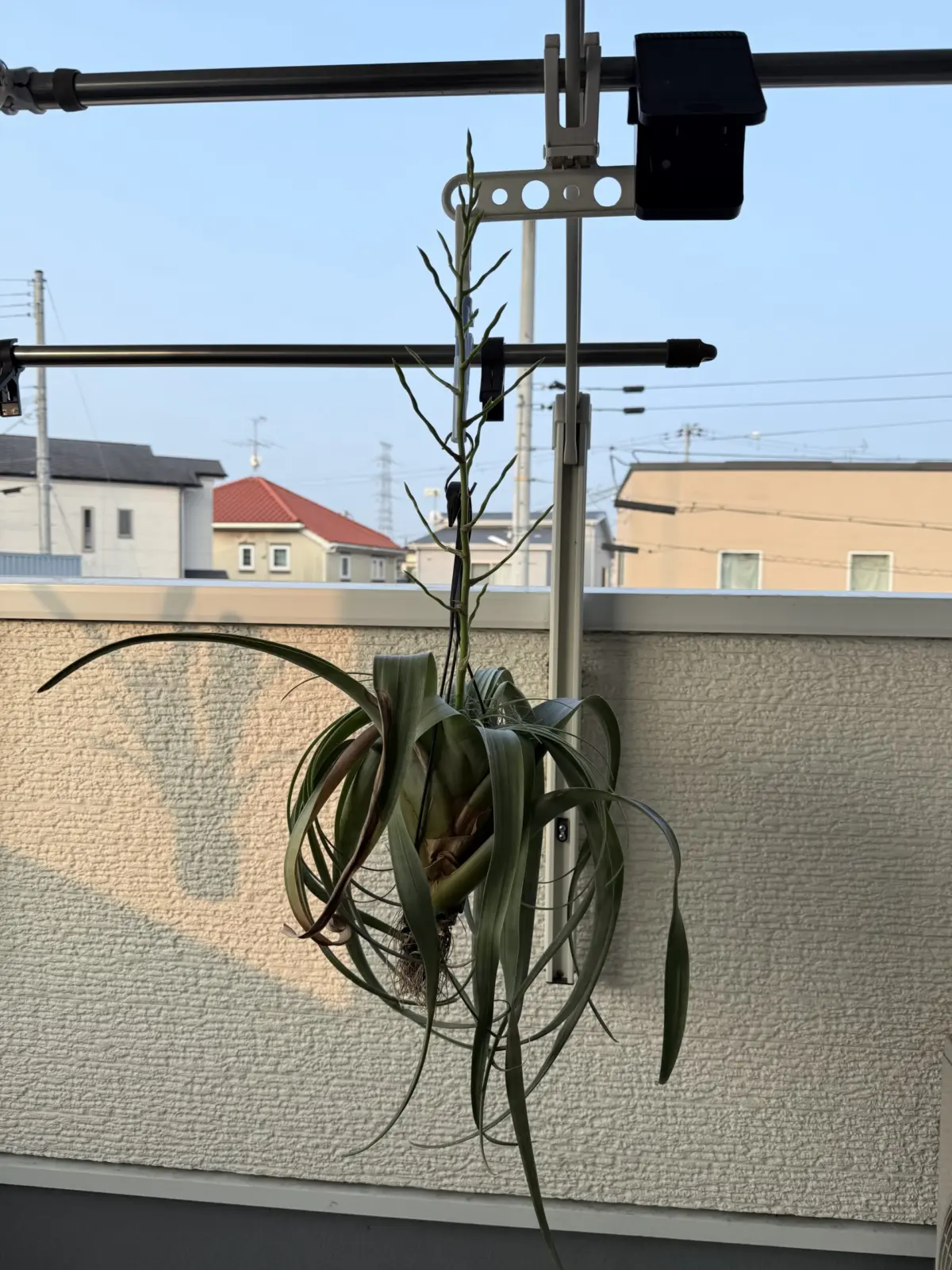 ティランジア　ウトリキュラータ　花芽 #成長記録5