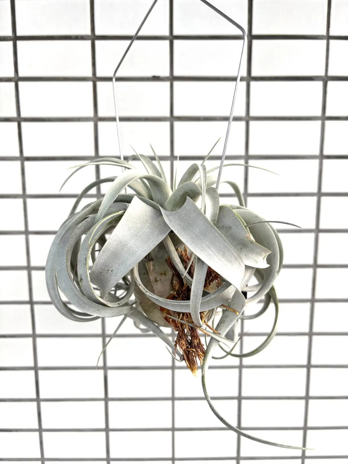 ティランジア キセログラフィカ