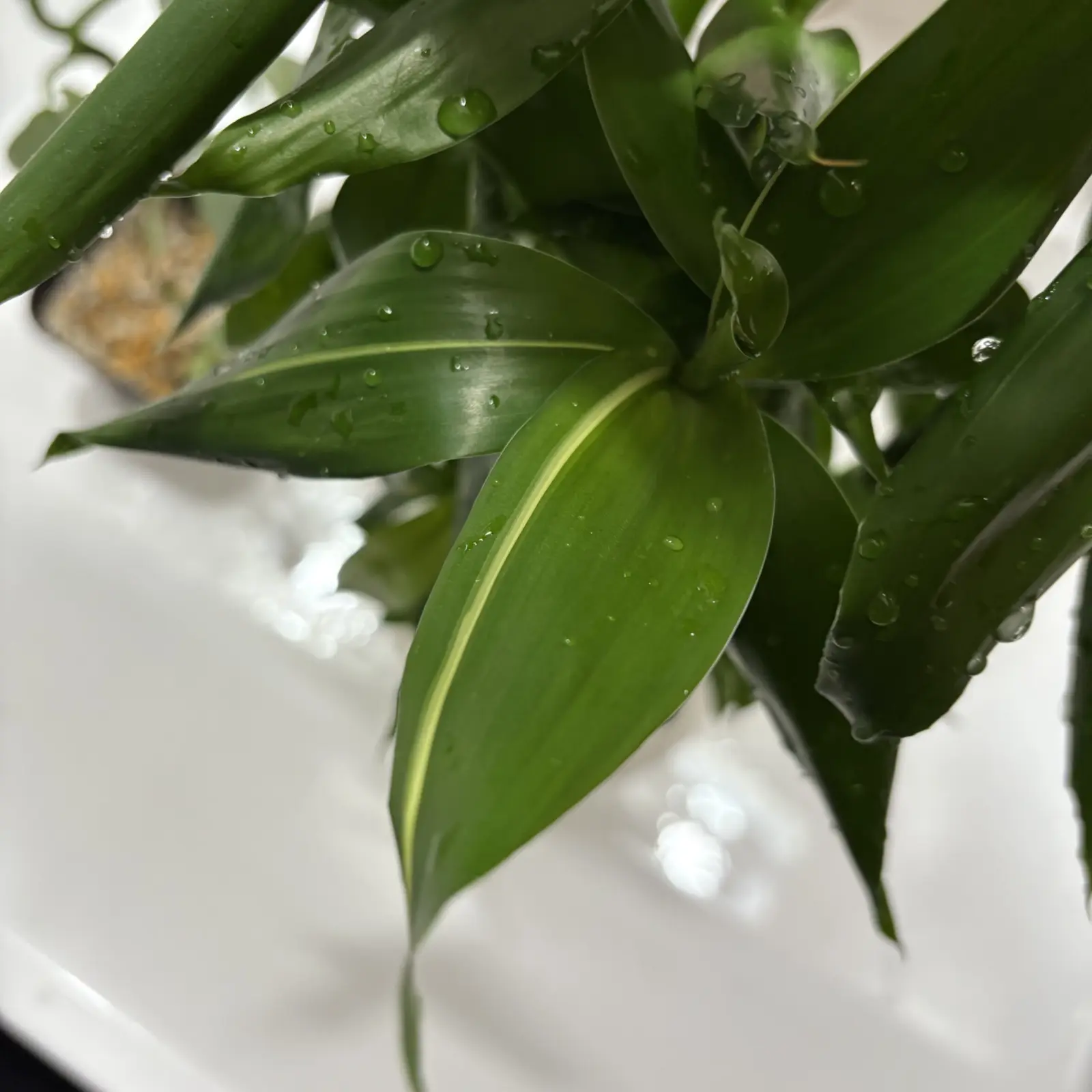 ドラセナ ミリオンバンブー 斑入り