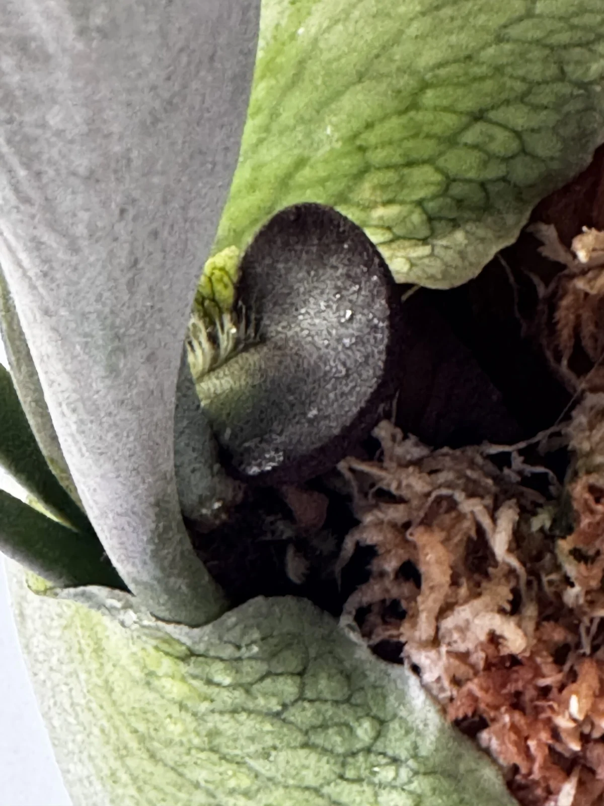 ビカクシダ アルキコルネ ゴーゴン