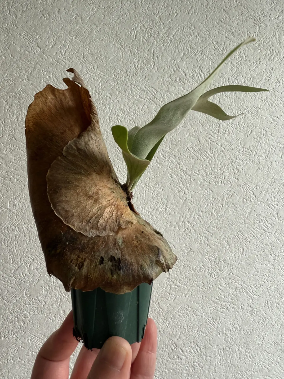 ビカクシダ　札落ち　(筒)