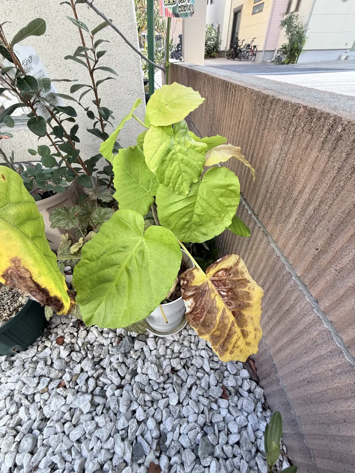 ウンベラータ　葉焼け　夏の定位置なのに今年は葉焼けした