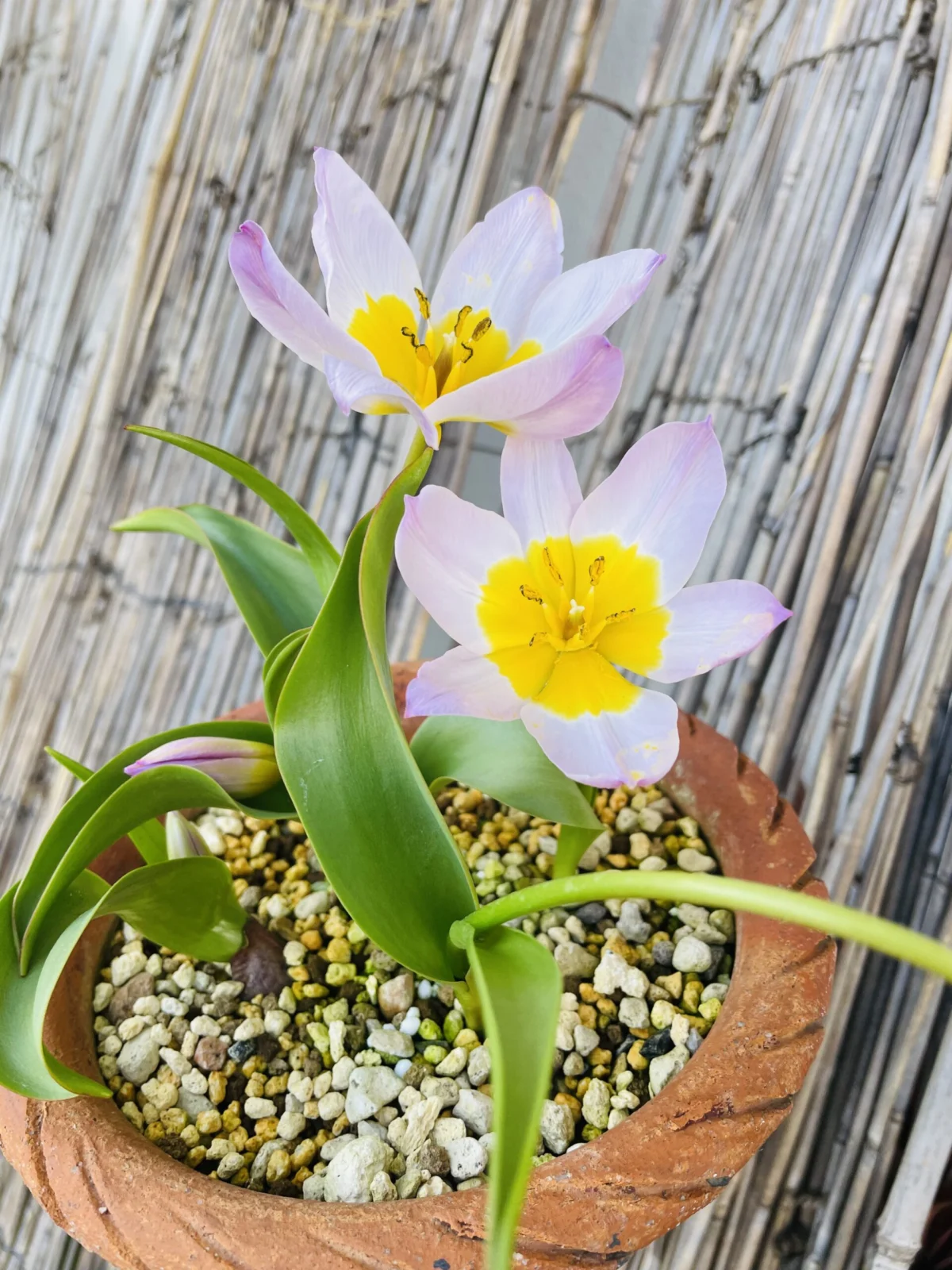 チューリップ　原種　ライラックワンダー