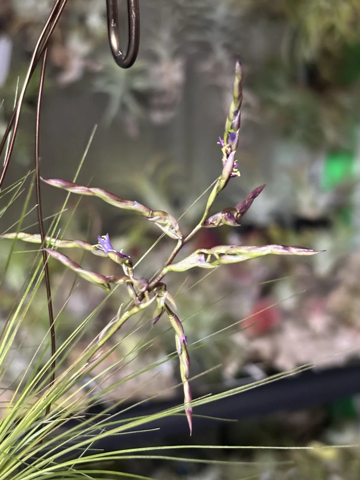 ティランジア　フィリフォリア　開花　不良