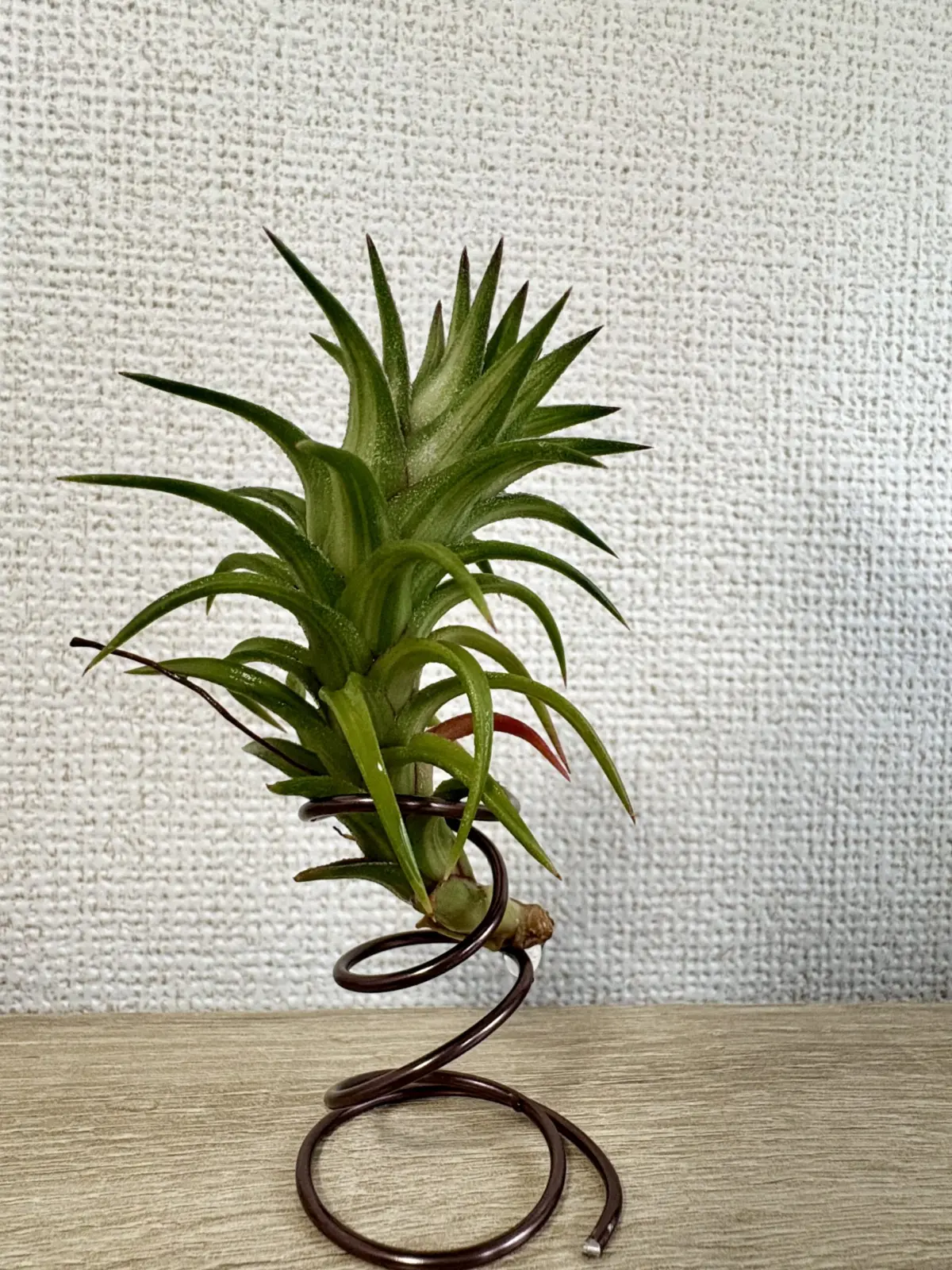 ティランジア　バンハイニンギー　バリエガータ