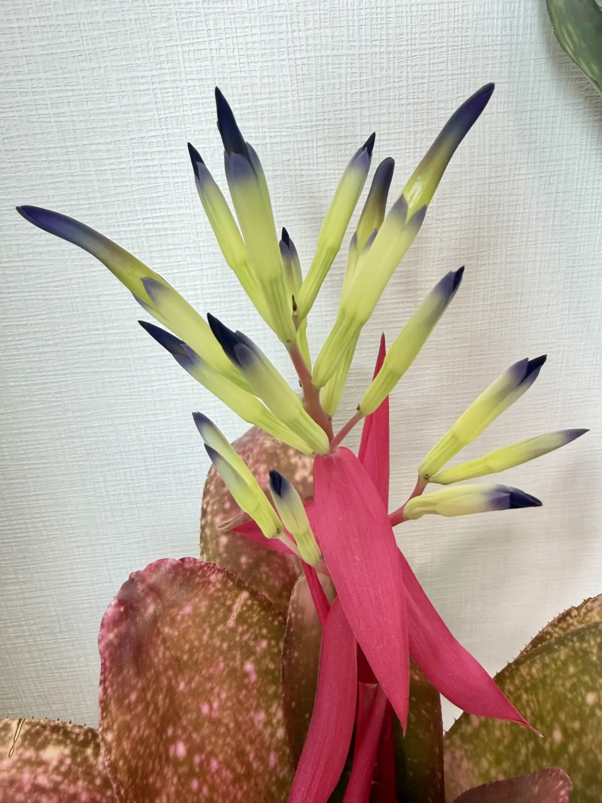 ビルべルギア レッドプラ二ー 花